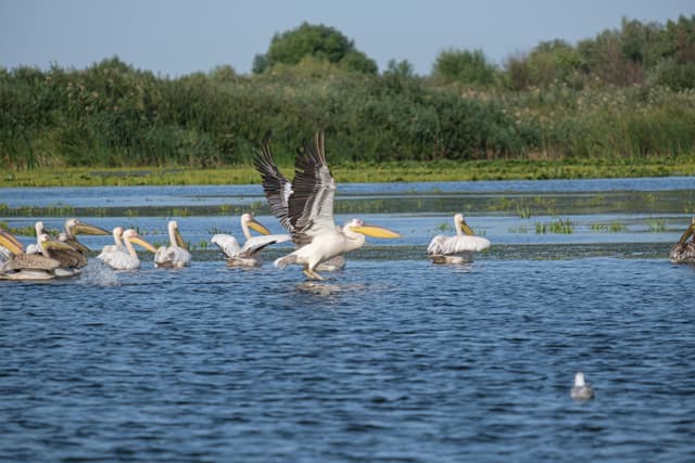 De ce a eşuat proiectul de cazino în Delta Dunării